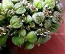  Cyathia with male flowers